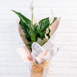 Spatifilyum (Barış Çiçeği)